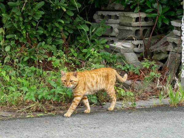 会社の近くにある排水溝の中に子猫が！　救出劇に「涙出た」「ありがとう」
