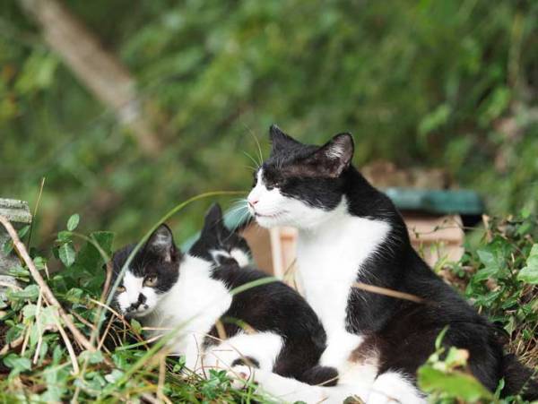 会社の近くにある排水溝の中に子猫が！　救出劇に「涙出た」「ありがとう」