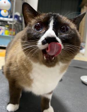 美味しいものを食べた猫　こぼれそうなほど目を見開き「おいしー！！！」