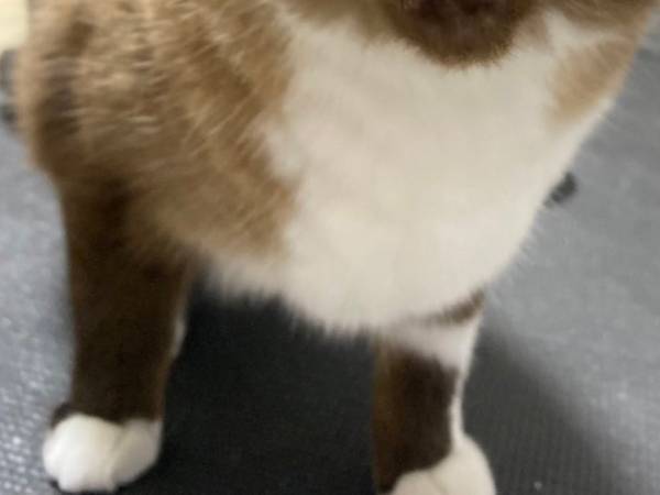 美味しいものを食べた猫　こぼれそうなほど目を見開き「おいしー！！！」