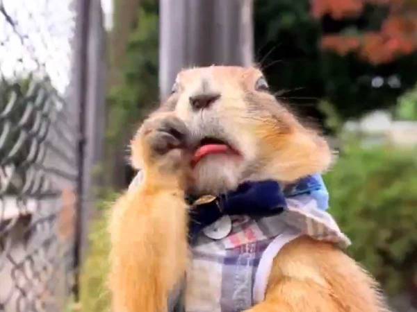 「猫じゃらしがはさまった」　口をもごもごするプレーリードッグ　見かねた飼い主が？