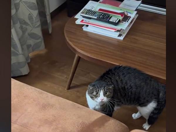 「気付いた瞬間、可愛すぎ」　１か月ぶりに実家に帰省したら？