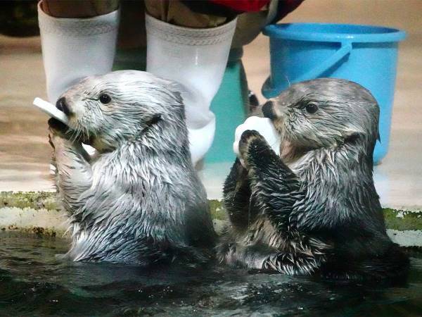 「公式マークが欲しい！」　頑張るラッコの姿に「かわいすぎる」「今すぐあげて！」