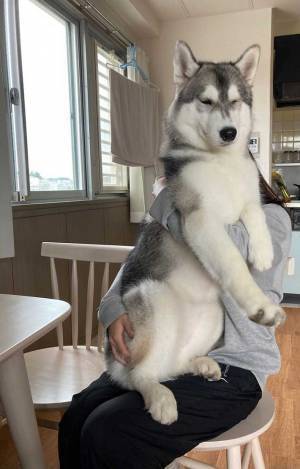 シベリアンハスキーと暮らす飼い主　ストレス解消法が羨ましすぎる！