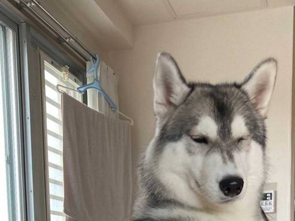 シベリアンハスキーと暮らす飼い主　ストレス解消法が羨ましすぎる！