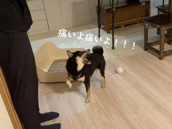 『前脚の異常』を激しくアピールする黒柴　対する飼い主の反応に「正解」