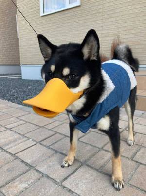 散歩で拾い食いをする黒柴に、防止用のカバーを付けると？　「何この生き物」「かわいすぎ」