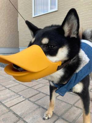 散歩で拾い食いをする黒柴に、防止用のカバーを付けると？　「何この生き物」「かわいすぎ」