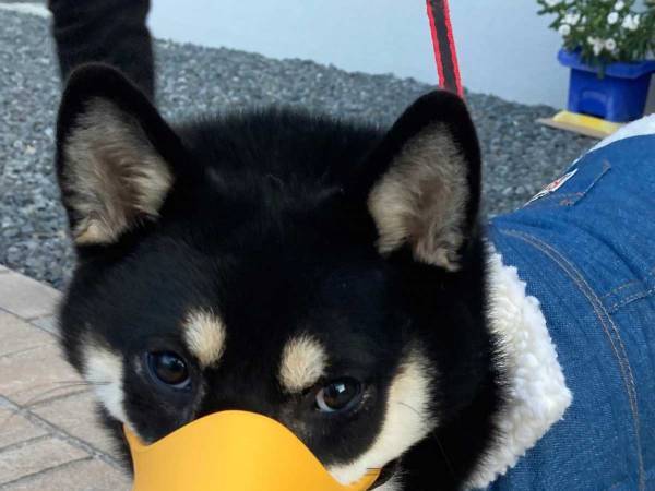 散歩で拾い食いをする黒柴に、防止用のカバーを付けると？　「何この生き物」「かわいすぎ」