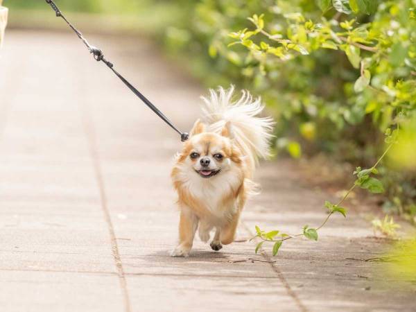 「絶対にやめてください」　SNSで目にする愛犬のかわいい動画に専門家が指摘
