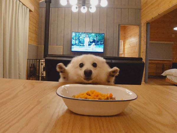 「アザラシのよう」「なんて愛おしいの」　旅行先でご飯に目を輝かせる犬が？