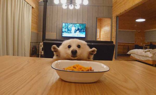 「アザラシのよう」「なんて愛おしいの」　旅行先でご飯に目を輝かせる犬が？