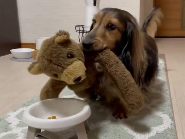 ご飯の途中に、ぬいぐるみを取りにいき？　その後の犬の『行動』に驚きの声