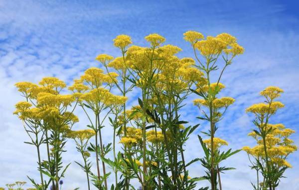 日本女性の代表花と評される『女郎花』を知っていますか？