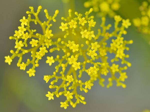 日本女性の代表花と評される『女郎花』を知っていますか？