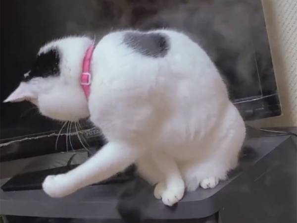 「ひたすら見続けられる」の声も　加湿器を勘違いしている猫の姿がコチラ