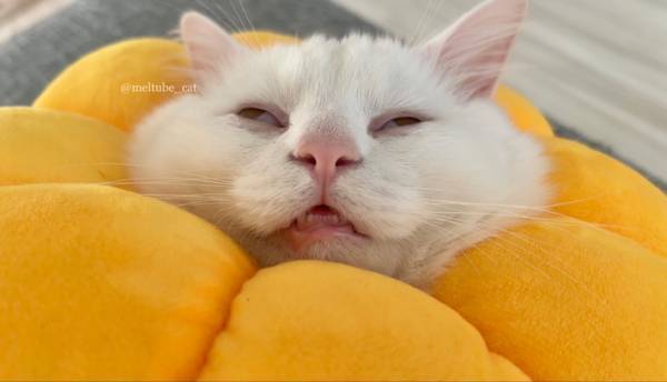 猫の寝顔にヒェッ…　飼い主が焦って安否確認した、その顔とは？