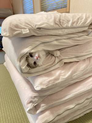 「いないと思ったら…！」　猫が見つかった場所に「どうやって！？」「吹いた」