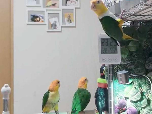 ゲームでエクササイズをしていると…？　かわいらしい『応援団』に笑みがこぼれる