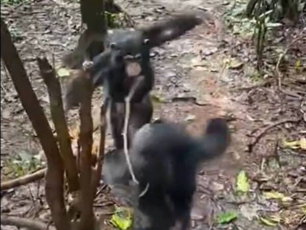 Liberia Chimpanzee Rescue