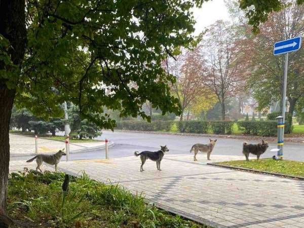 １列に並ぶウクライナの犬たち　視線の先にあるのは…？　「信じられない」