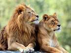 ２頭のライオンを写した１枚に反響！　「うちの朝にそっくり」「関係性がよく出てる」