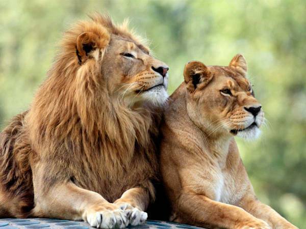 ２頭のライオンを写した１枚に反響！　「うちの朝にそっくり」「関係性がよく出てる」