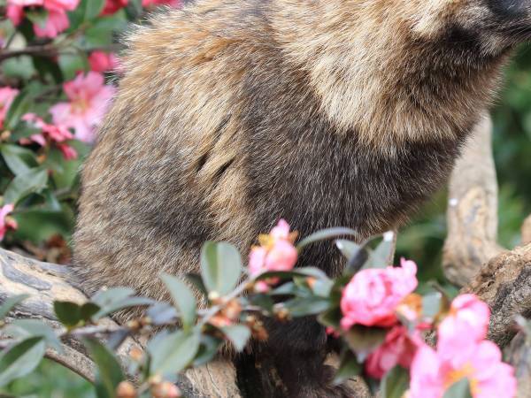 フランス大使館に現れた『最高の大使』　その姿に「笑顔になった」「こういうの好き」