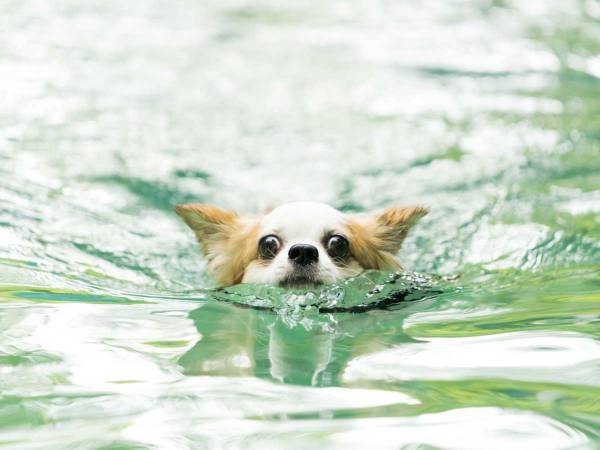 「英雄だ」　プールに落ちて溺れそうなチワワ　そこへ現れたのは？