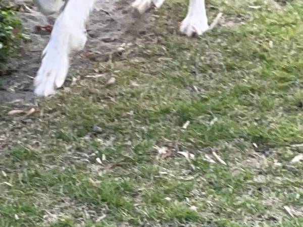 ハロウィン仮装いらずの犬　走る姿に、腰を抜かしそう！？