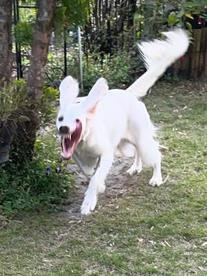 ハロウィン仮装いらずの犬　走る姿に、腰を抜かしそう！？