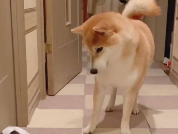 動くボールを追いかけていたはずの柴犬　まさかの結末が、可愛すぎた