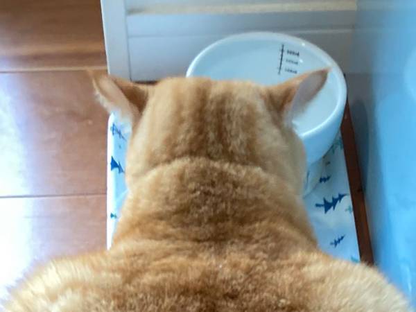 『マッチョすぎる猫』に五度見不可避　飼い主「猫ってこんなにゴツいんですか？」