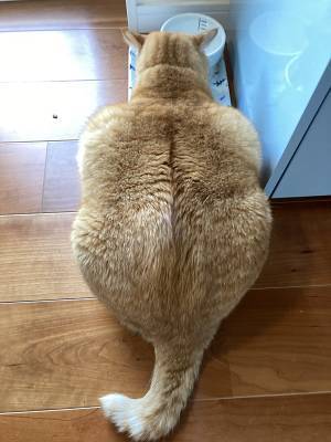 『マッチョすぎる猫』に五度見不可避　飼い主「猫ってこんなにゴツいんですか？」