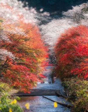 紅葉と桜が同時に見られる『絶景』　写真に「ここはどこ？」「行ってみたい」の声