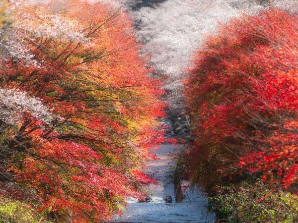 紅葉と桜が同時に見られる『絶景』　写真に「ここはどこ？」「行ってみたい」の声