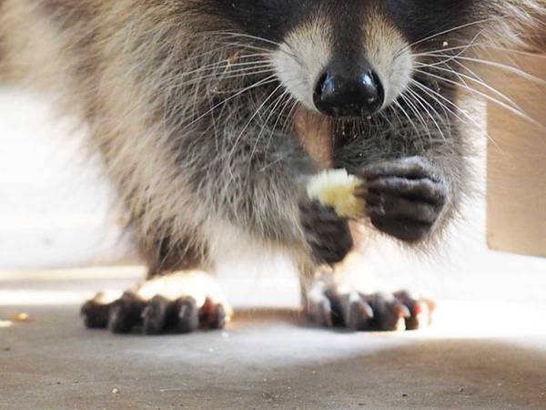 空港の売店でお菓子を万引きした『覆面泥棒』　誰も捕まえなかったワケは？