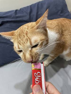 動物病院で『すべて』を察した猫　行動に「ごめん、爆笑した」「どんだけ嫌なの！？」