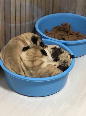 『地味ハロウィン』がジワジワくる！　寝ている姿に「プリプリ」「おいしそう」の声