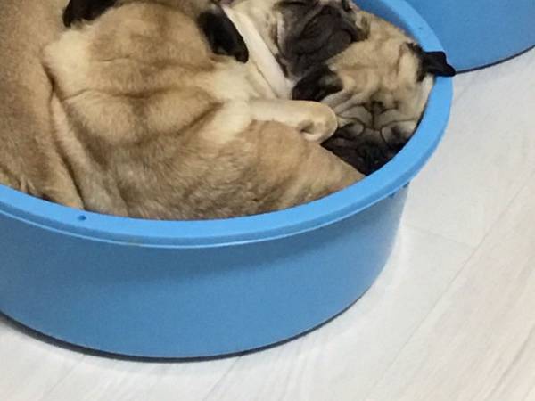 『地味ハロウィン』がジワジワくる！　寝ている姿に「プリプリ」「おいしそう」の声