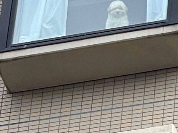 「我が家の自宅警備犬、初めて外から見たけど…」　真剣すぎる表情に、笑いがこみ上げる