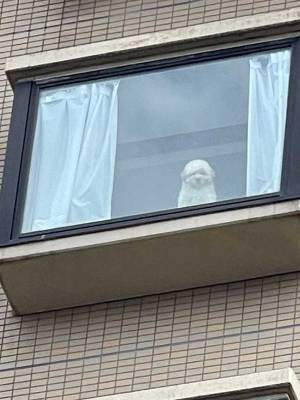 「我が家の自宅警備犬、初めて外から見たけど…」　真剣すぎる表情に、笑いがこみ上げる