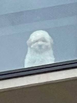 「我が家の自宅警備犬、初めて外から見たけど…」　真剣すぎる表情に、笑いがこみ上げる