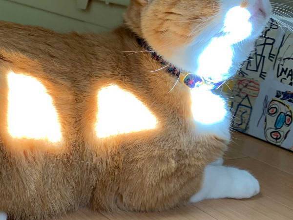 日向ぼっこをしていたら…？　猫の体にある模様が！