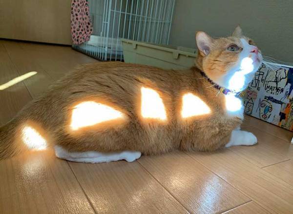 日向ぼっこをしていたら…？　猫の体にある模様が！