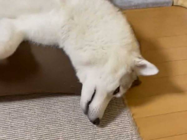 ビーズクッションの上でくつろいでいるのは？　「なんて平和な映像」「CMに出演できそう」