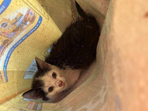 下水管の中に落ちた子猫をあっさりと救助した女性　その見事な方法とは？