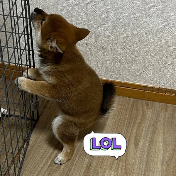 トイレ中の子犬のポーズが「なんて斬新なスタイル」