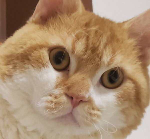 なみなみならぬ気合いを感じる！　飼い主のお腹に飛び込む直前の猫