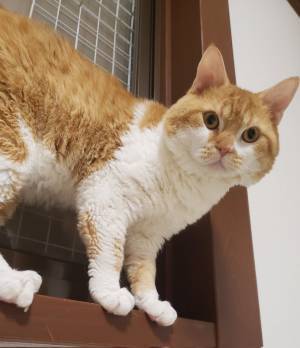 なみなみならぬ気合いを感じる！　飼い主のお腹に飛び込む直前の猫